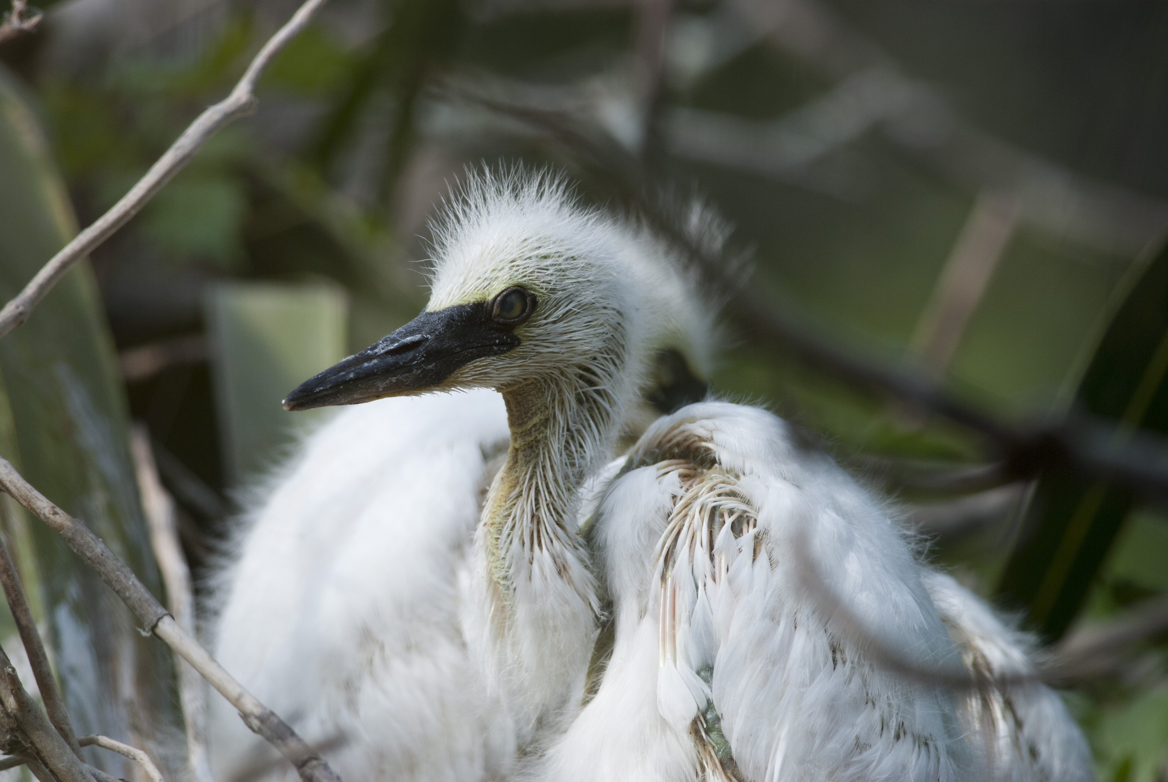 Baby Egret Shutterbug